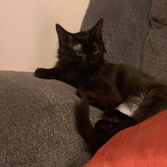 Meet your Posher, Niki - Picture 7 of 12